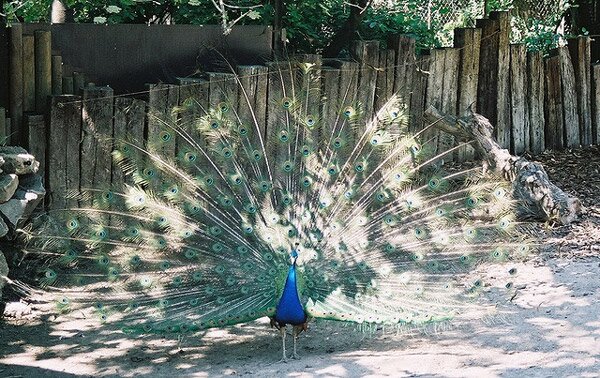 Шьонбрун - най-старата зоологическа градина в света (Schonbrunn Zoo)